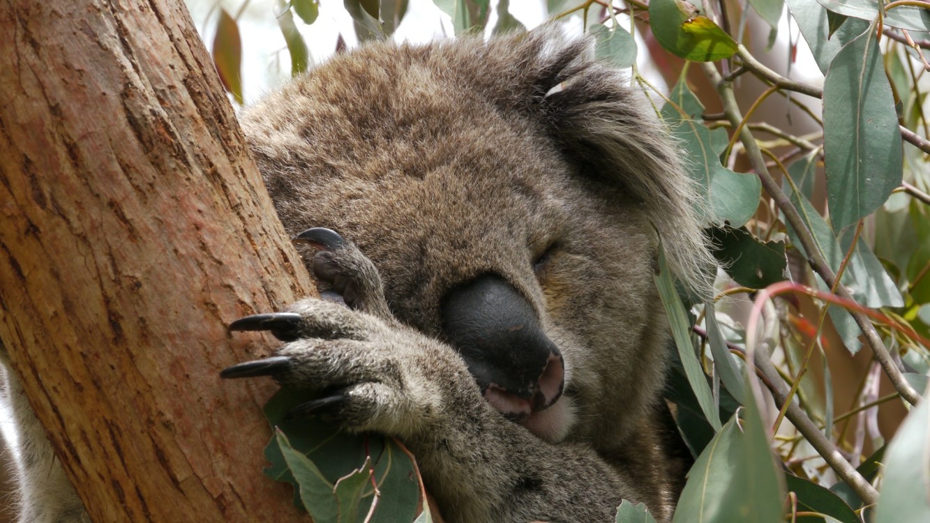Koala Sleeping Like a Baby